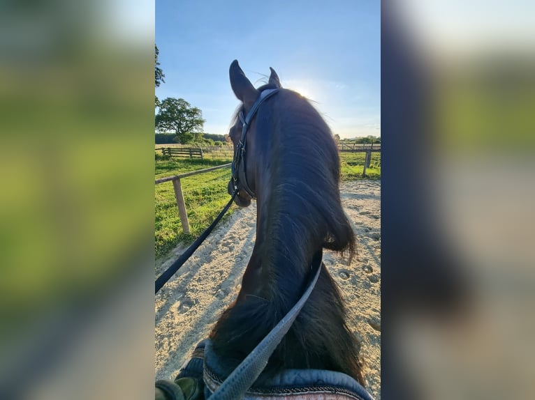PRE Gelding 9 years 16.2 hh Black in champfleur