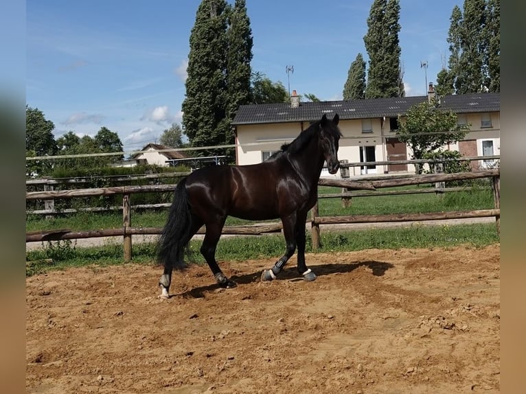 PRE Gelding 9 years 16.2 hh Black in champfleur