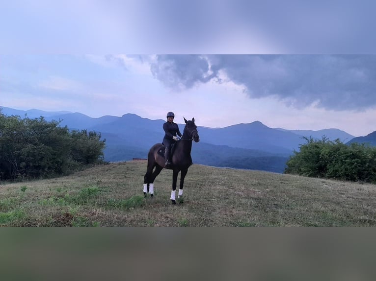 PRE Mix Gelding 9 years 16.2 hh Black in Априлци / Aprilci