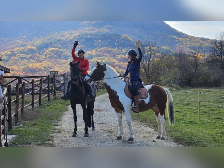 PRE Mix Gelding 9 years 16.2 hh Black in Априлци / Aprilci