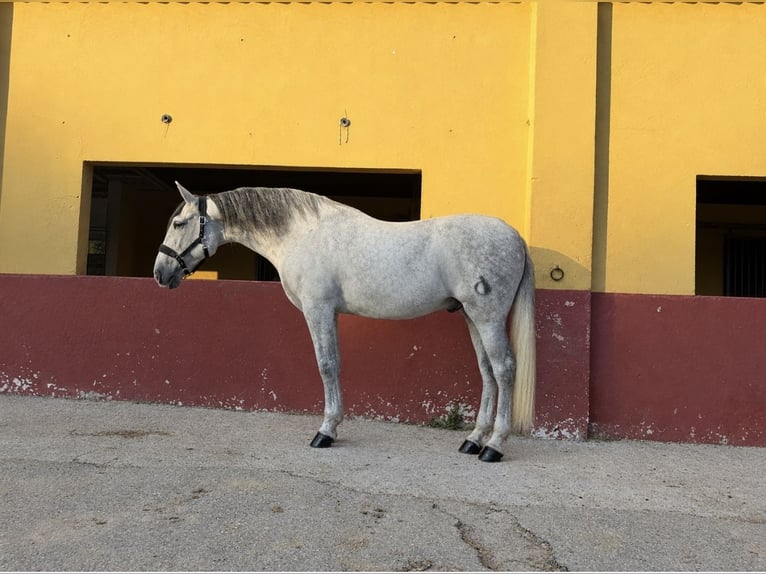 PRE Mix Gelding 9 years 16.2 hh Grey in Terrassa