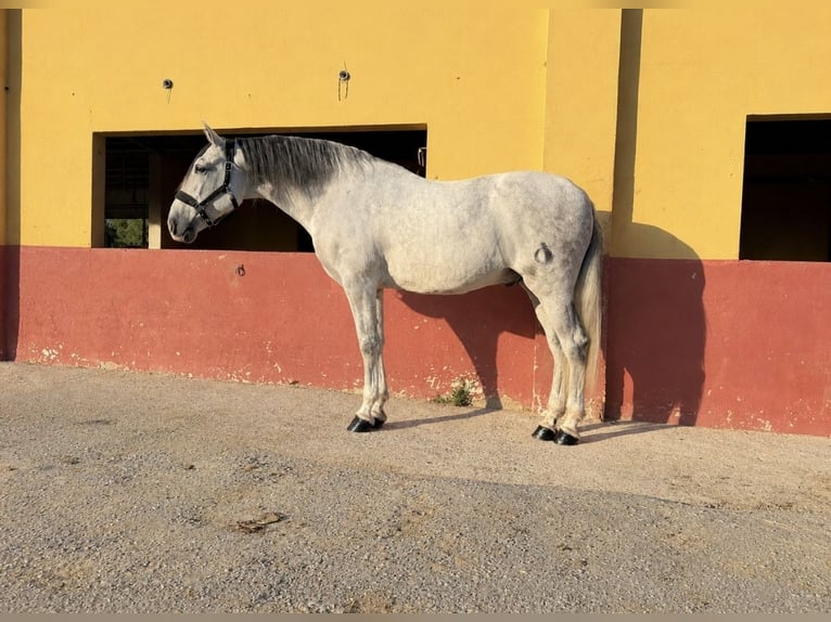 PRE Mix Gelding 9 years 16.2 hh Grey in Terrassa