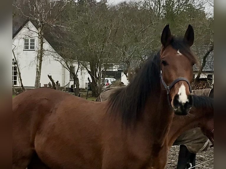 PRE Mix Gelding 9 years 16 hh Bay-Dark in Echtenerbrug