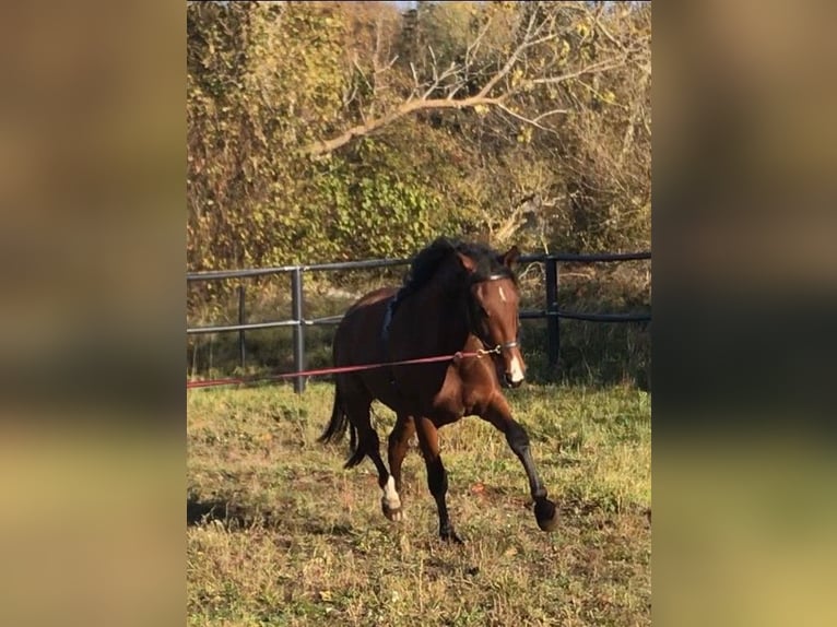 PRE Mix Gelding 9 years 16 hh Bay-Dark in Echtenerbrug