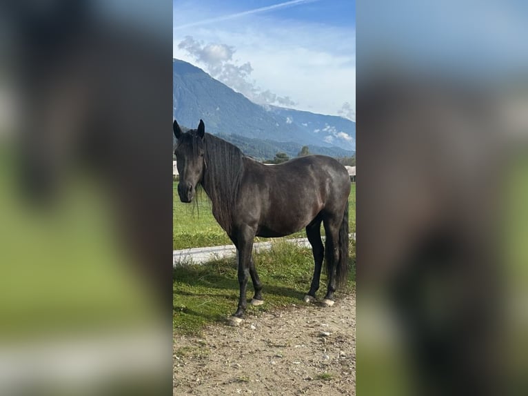 PRE Gelding 9 years 16 hh Black in Jettingen-Scheppach