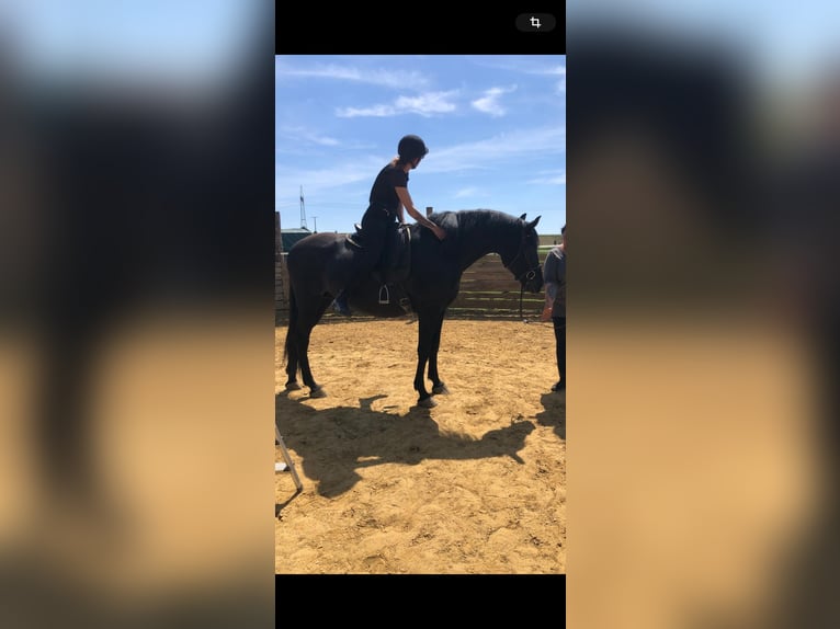 PRE Gelding 9 years 16 hh Black in Jettingen-Scheppach