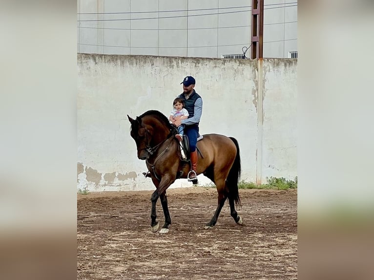 PRE Mix Gelding 9 years 16 hh Brown in Murcia