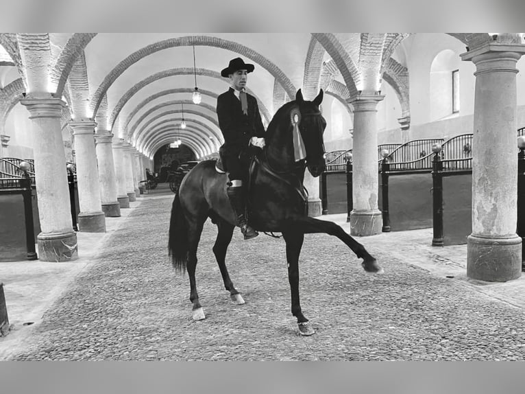 PRE Mix Gelding 9 years 16 hh Brown in Murcia