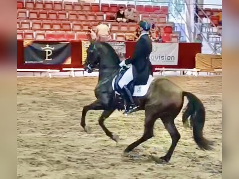 PRE Mix Gelding 9 years 16 hh Brown in Murcia