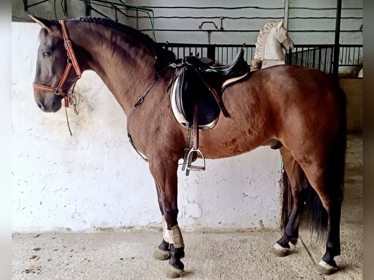 PRE Mix Gelding 9 years 16 hh Brown in Murcia