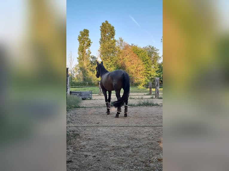 PRE Mix Gelding 9 years 16 hh Brown in Milano