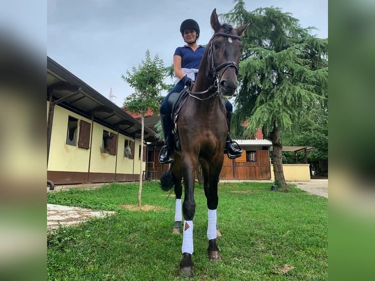 PRE Mix Gelding 9 years 16 hh Brown in Milano