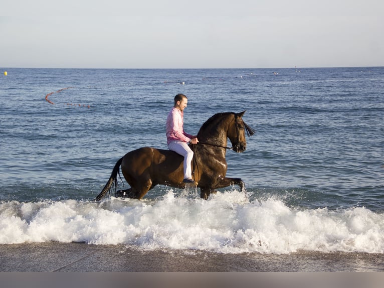 PRE Gelding 9 years 16 hh Brown in Molina De Segura
