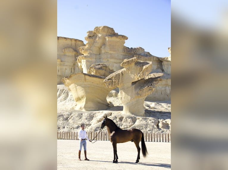 PRE Gelding 9 years 16 hh Brown in Molina De Segura