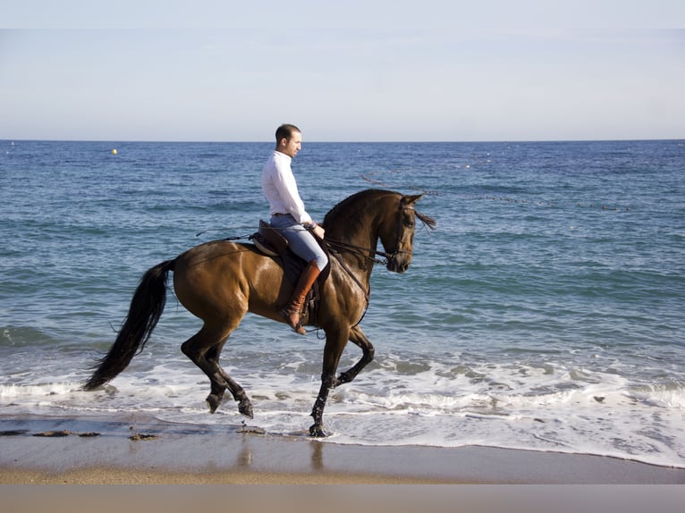 PRE Gelding 9 years 16 hh Brown in Molina De Segura