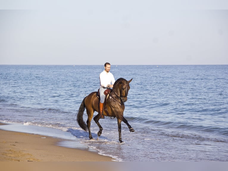 PRE Gelding 9 years 16 hh Brown in Molina De Segura