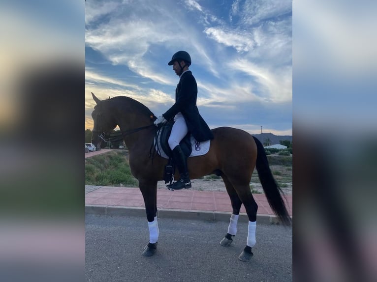 PRE Gelding 9 years 16 hh Brown in Molina De Segura