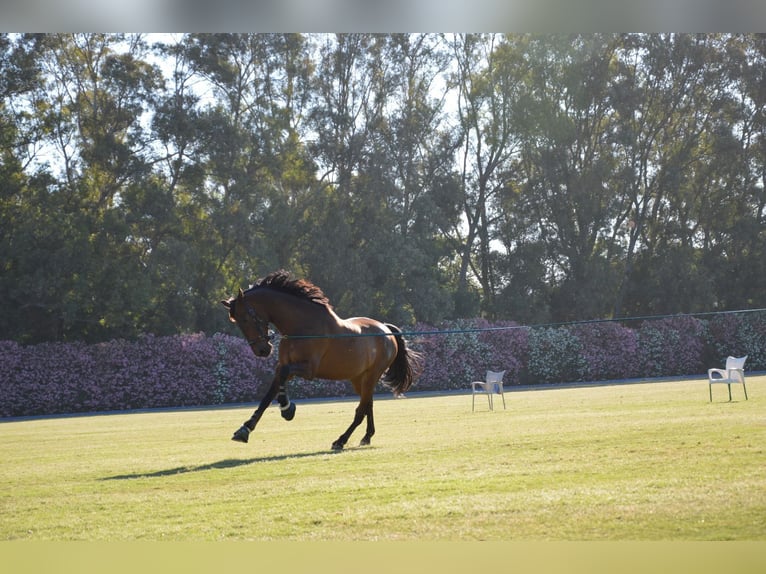 PRE Gelding 9 years 16 hh Brown in Knegsel