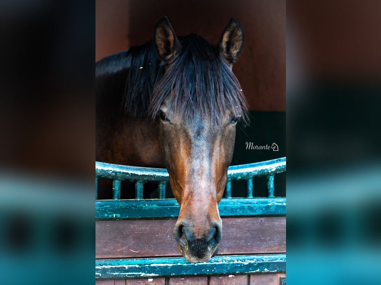 PRE Gelding 9 years 16 hh Brown in Knegsel