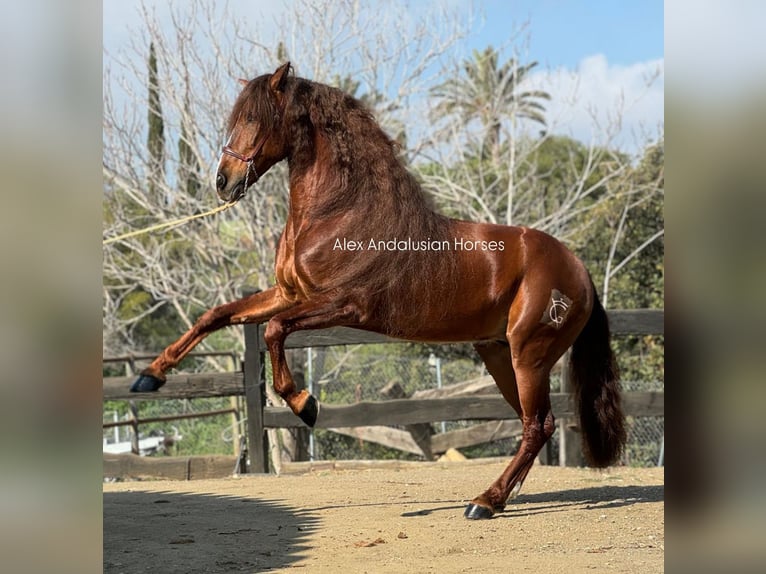 PRE Mix Gelding 9 years 16 hh Chestnut in Sevilla