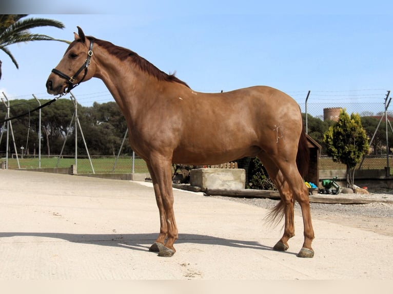 PRE Mix Gelding 9 years 16 hh Chestnut-Red in Hamburg