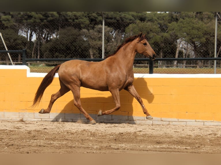 PRE Mix Gelding 9 years 16 hh Chestnut-Red in Hamburg