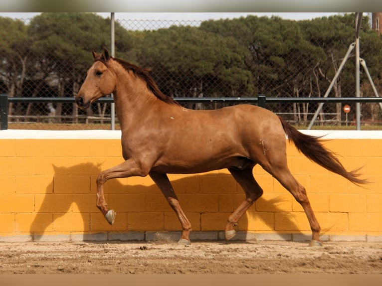 PRE Mix Gelding 9 years 16 hh Chestnut-Red in Hamburg