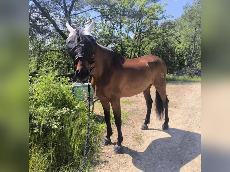 PRE Mix Gelding 9 years 16 hh Chestnut-Red in PALAU-SOLITA I PLEGAMANS, BARCELONA , ESPAÑA