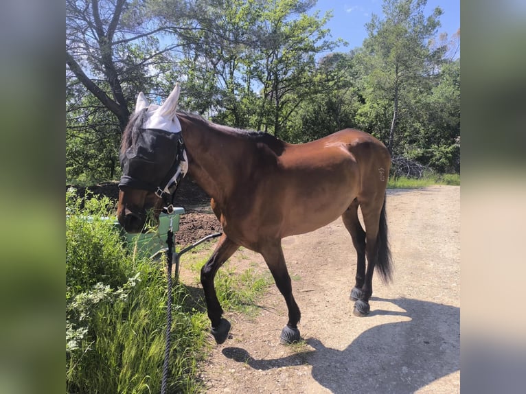 PRE Mix Gelding 9 years 16 hh Chestnut-Red in PALAU-SOLITA I PLEGAMANS, BARCELONA , ESPAÑA