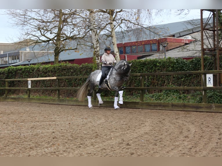 PRE Gelding 9 years 16 hh Gray-Blue-Tan in Heemskerk