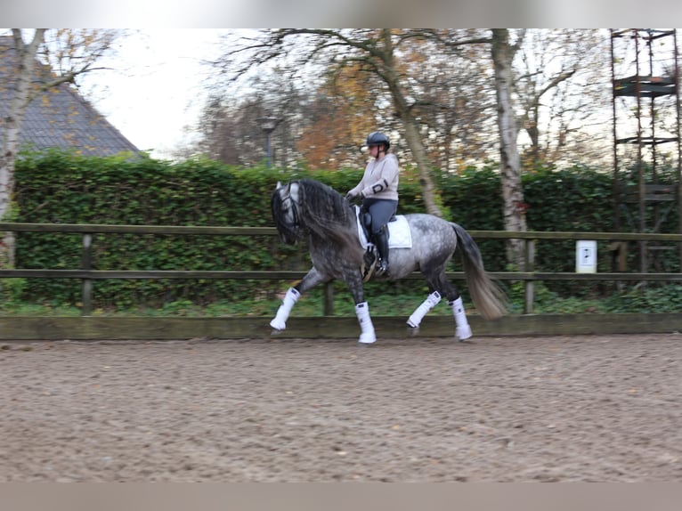 PRE Gelding 9 years 16 hh Gray-Blue-Tan in Heemskerk