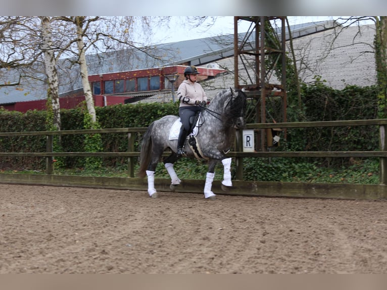 PRE Gelding 9 years 16 hh Gray-Blue-Tan in Heemskerk