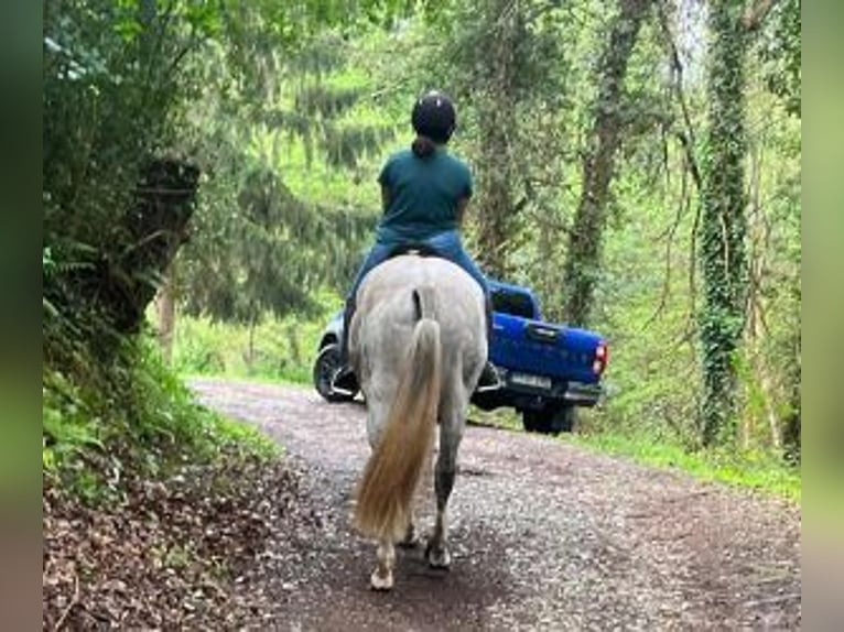 PRE Mix Gelding 9 years 16 hh Gray in Gijon