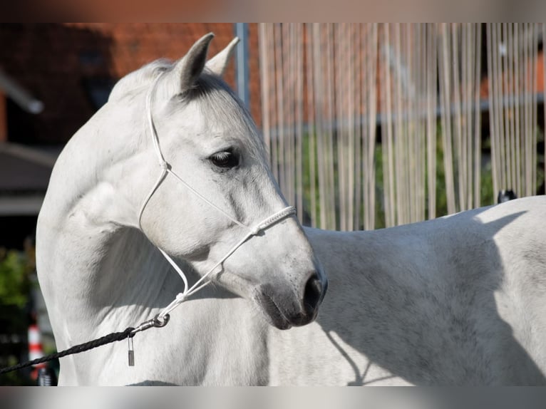 PRE Mix Gelding 9 years 16 hh Gray in Stadthagen