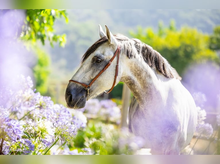 PRE Mix Gelding 9 years 16 hh Gray in Grebenhain