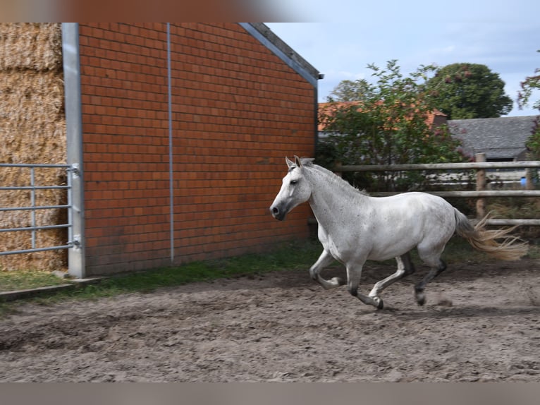PRE Mix Gelding 9 years 16 hh Gray in Goch
