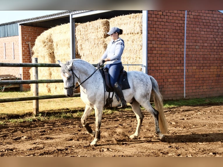 PRE Mix Gelding 9 years 16 hh Gray in Goch