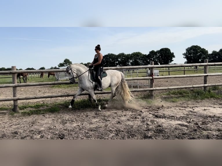 PRE Mix Gelding 9 years 16 hh Gray in Goch