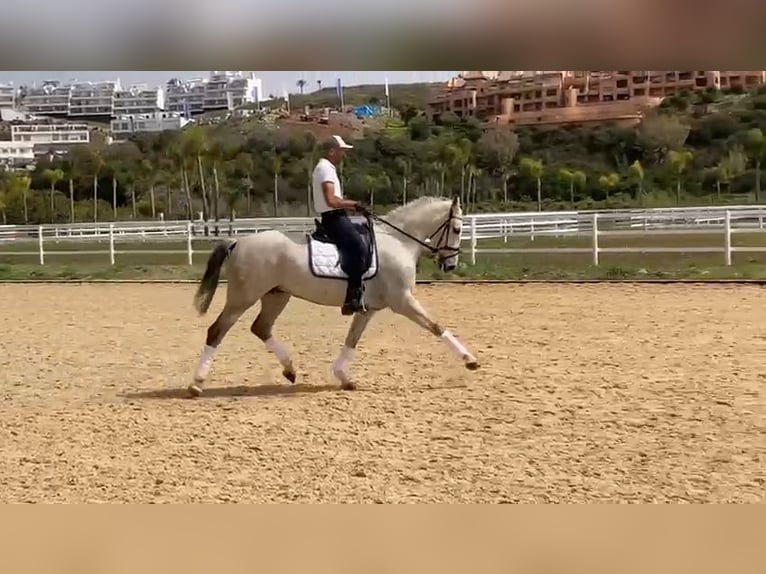 PRE Mix Gelding 9 years 16 hh Gray in Marbella