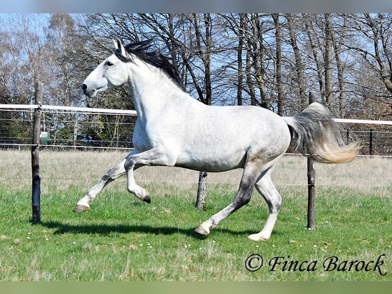 PRE Mix Gelding 9 years 16 hh Grey in Wiebelsheim