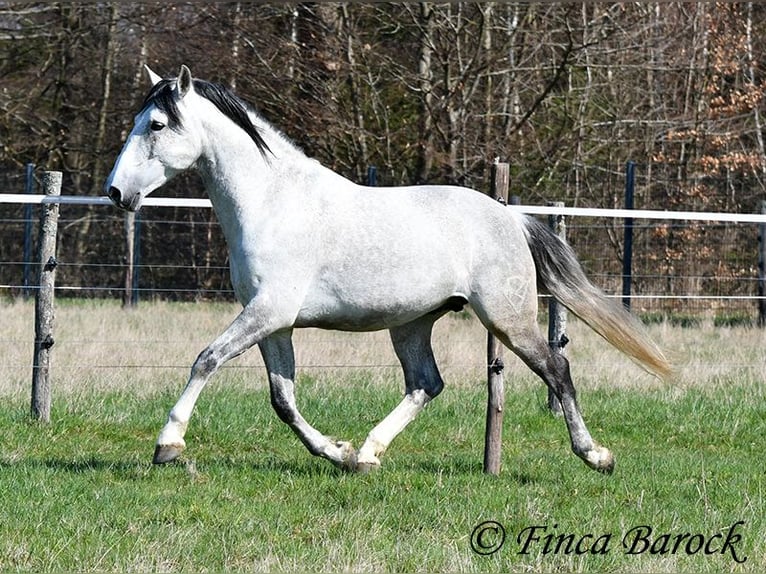 PRE Mix Gelding 9 years 16 hh Grey in Wiebelsheim