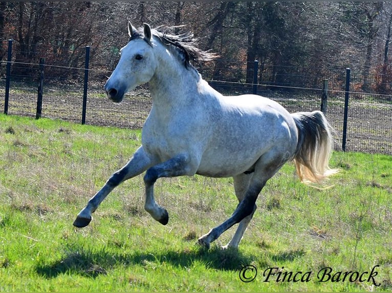 PRE Mix Gelding 9 years 16 hh Grey in Wiebelsheim