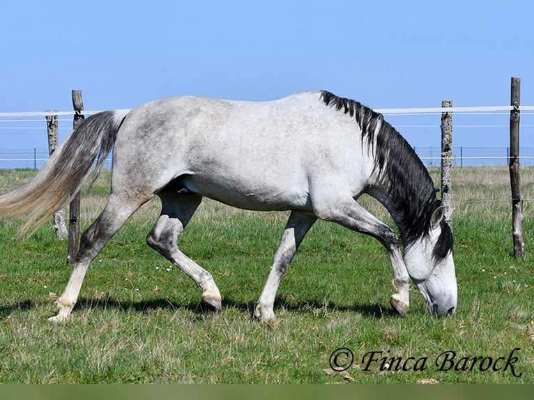 PRE Mix Gelding 9 years 16 hh Grey in Wiebelsheim