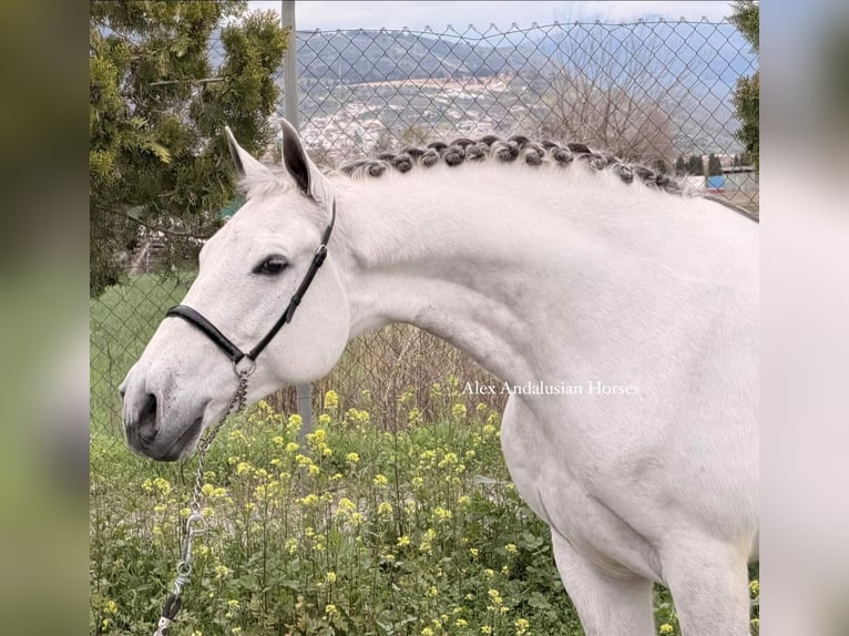 PRE Mix Gelding 9 years 16 hh Grey in Sevilla