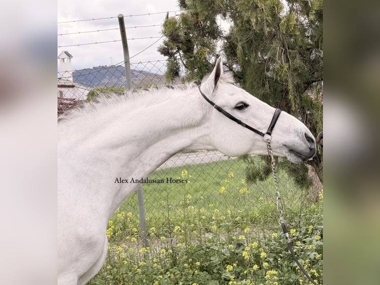 PRE Mix Gelding 9 years 16 hh Grey in Sevilla