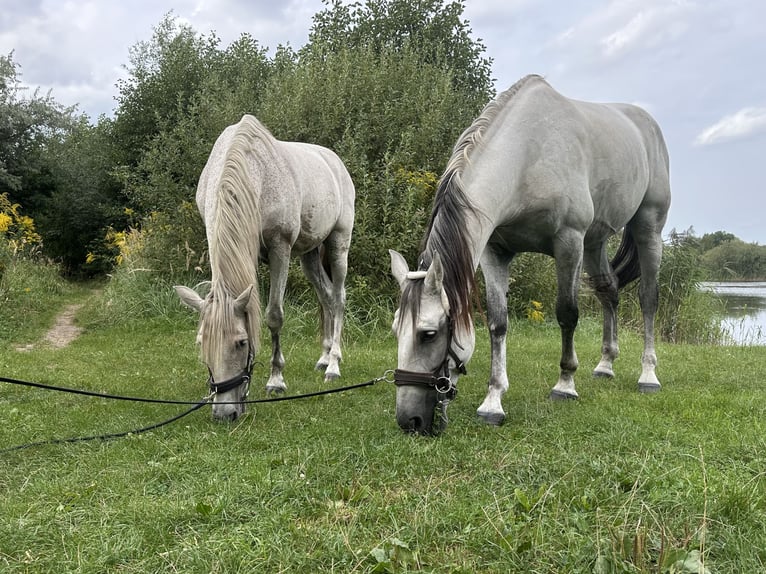 PRE Mix Gelding 9 years 16 hh Grey in Leegebruch