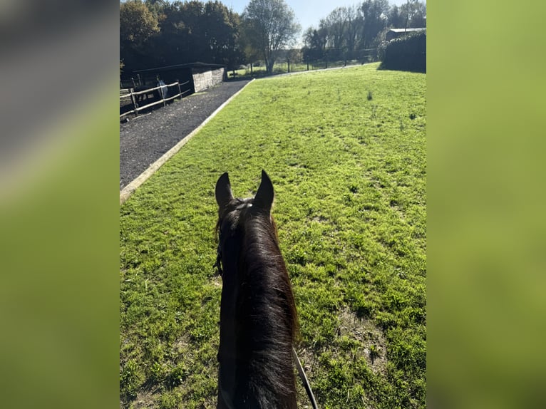 PRE Gelding 9 years 16,1 hh Bay-Dark in Breixo (Dorneda-Oleiros)