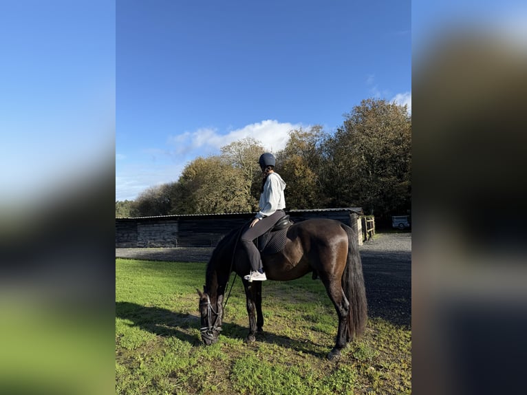 PRE Gelding 9 years 16,1 hh Bay-Dark in Breixo (Dorneda-Oleiros)