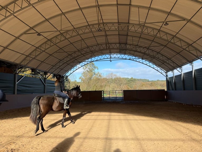 PRE Gelding 9 years 16,1 hh Bay-Dark in Breixo (Dorneda-Oleiros)