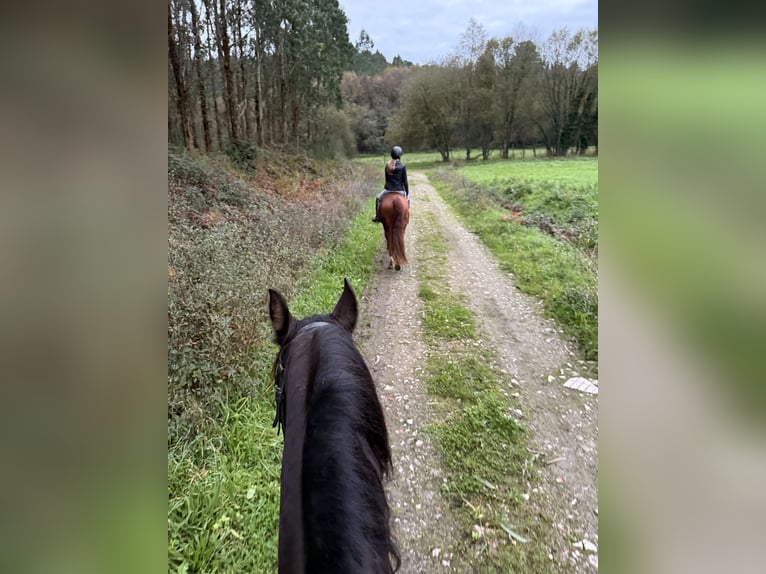 PRE Gelding 9 years 16,1 hh Bay-Dark in Breixo (Dorneda-Oleiros)